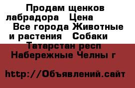 Продам щенков лабрадора › Цена ­ 20 000 - Все города Животные и растения » Собаки   . Татарстан респ.,Набережные Челны г.